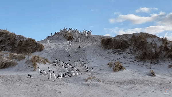 砂丘を必死に駆け下りるペンギンたちの群れがかわいすぎる！