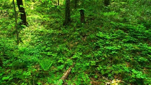 青森県と秋田県にまたがる世界遺産「白神山地」の十二湖散策コースをご紹介！