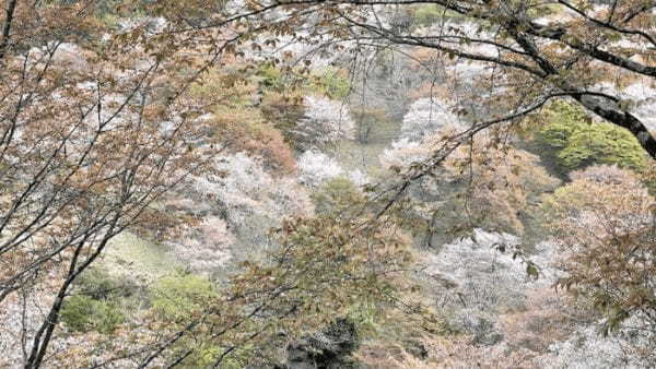 奇跡の光景！吉野山をピンクに染め上げる山桜、来年までに知っておきたい絶景スポット