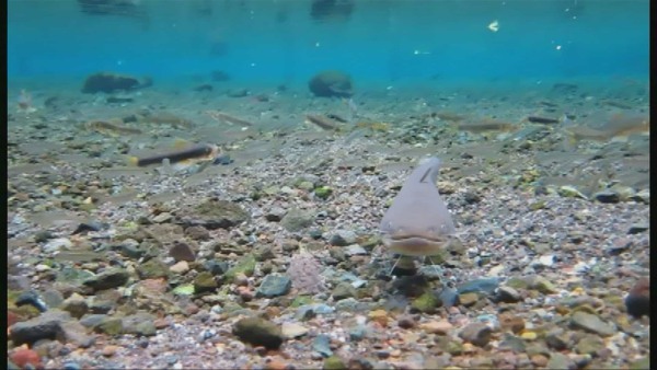 江津湖の外来種を駆除せよ！ついでに雷魚食ってきた