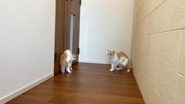 「お母さんだけど匂いが違う！」シャンプー後の母猫に警戒感MAXな子猫