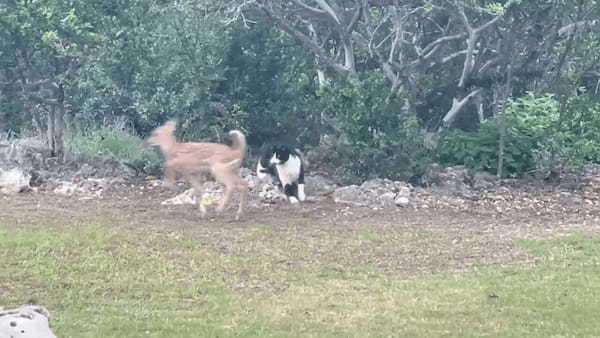 白黒猫はライオンになったお気持ち？大きめな石の陰に隠れ子鹿を見つめるこの猫は・・「今だ！」とばかりに飛びかかりました！！