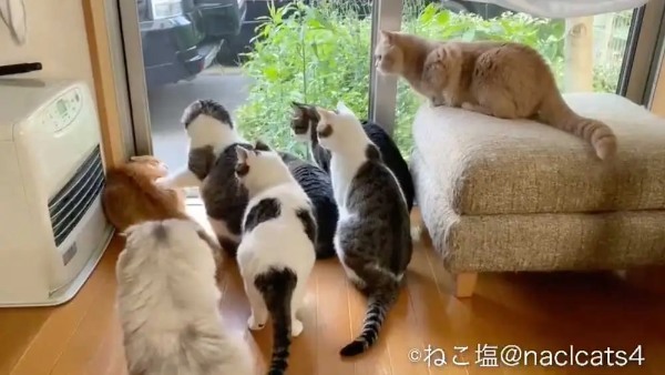 窓の外には何が？家の猫さん全員集合でニャルソック