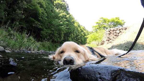 犬の川涼み「お浸かり」今年も始まる　ひや～っとして気持ちいいワン