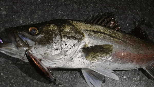 【連載】プチ遠征釣行のポイントはココ！計画のコツをまとめてご紹介！