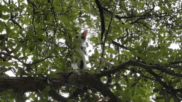 木の上に子猫を発見！！降りられないのか困ったように見つめてきますが・・、木の上で大冒険を楽しんでる？【海外・動画】