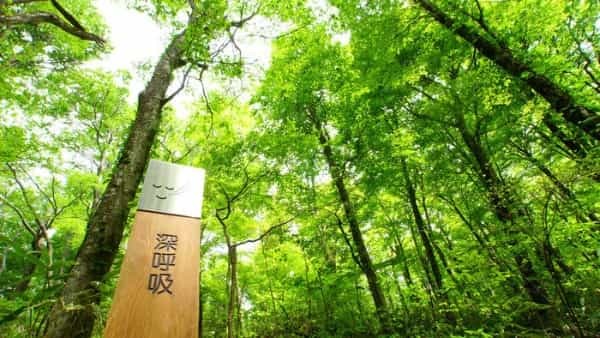 青森県と秋田県にまたがる世界遺産「白神山地」の十二湖散策コースをご紹介！