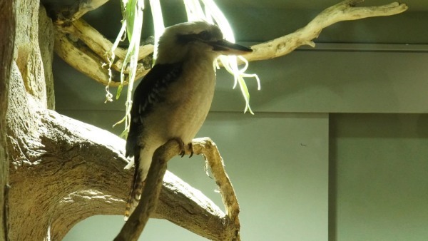 【連載】川崎の最新観光スポット「カワスイ川崎水族館」の楽しみ方を紹介