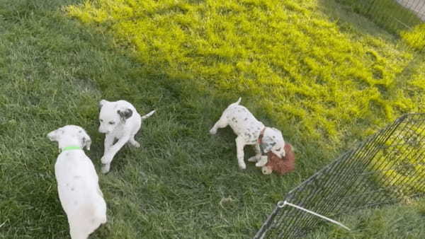 みんなでワチャワチャ！オモチャで遊びたいダルメシアンの子犬たちが取り合い中！だけど、中にはのんびりマイペースに過ごしている子もいました