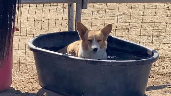 水浴びをして涼むコーギー。だけどそこ、君のお風呂じゃないんだ・・。コーギーがお風呂にしていた容器の正体とは！？【アメリカ・動画】