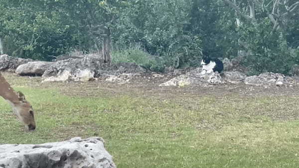 白黒猫はライオンになったお気持ち？大きめな石の陰に隠れ子鹿を見つめるこの猫は・・「今だ！」とばかりに飛びかかりました！！