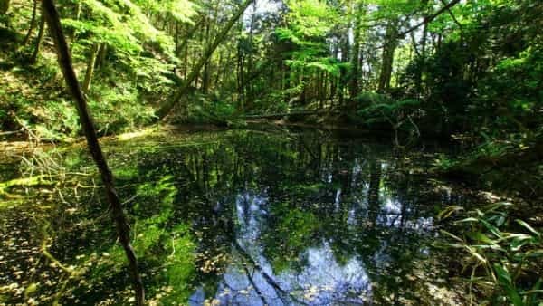 青森県と秋田県にまたがる世界遺産「白神山地」の十二湖散策コースをご紹介！