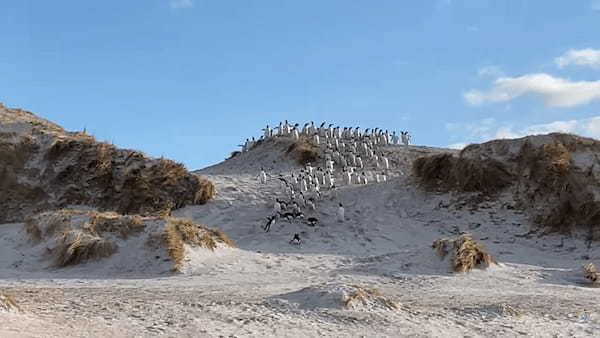 砂丘を必死に駆け下りるペンギンたちの群れがかわいすぎる！