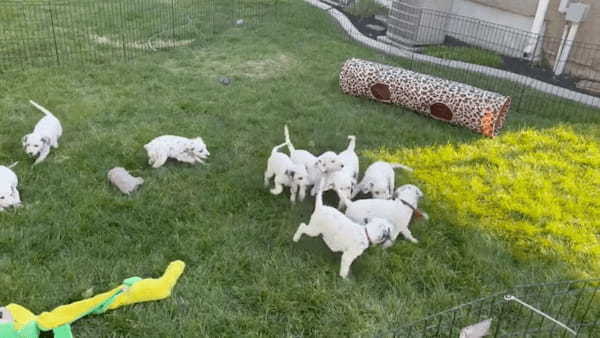 みんなでワチャワチャ！オモチャで遊びたいダルメシアンの子犬たちが取り合い中！だけど、中にはのんびりマイペースに過ごしている子もいました