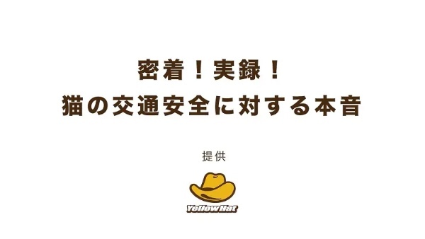 5年目「全国交通にゃん全運動」は猫に直接聞いてみた　なぜ交通事故に遭うの？