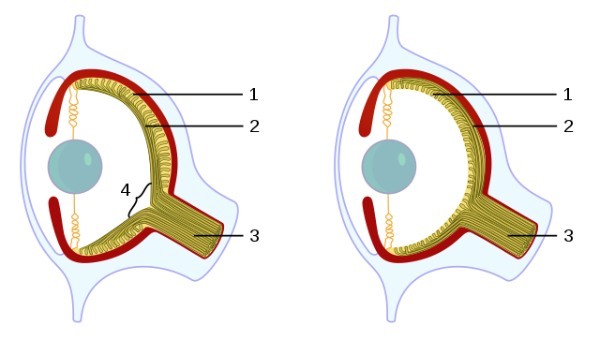 イカの目は人の目と構造が似ていてハイスペック！でも目から得た情報を処理する程の脳はない？