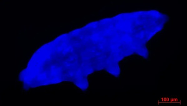 地球最強生物「クマムシ」は、”紫外線を青い光に変換して身体を防御する”と判明
