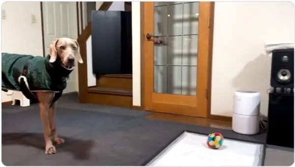 飼い主も困った……寒いのが苦手で散歩に行けない愛犬