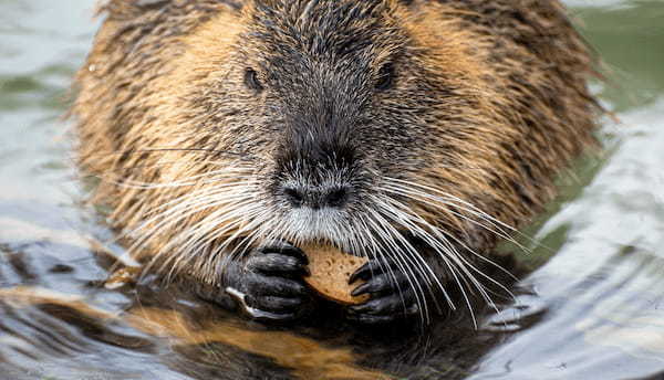 「ヌートリア」とはどんな動物？かわいい姿に見えるけど、害獣って本当？見つけたらどうしたらいいの？