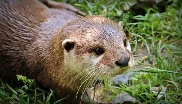 カワウソをペットとして飼いたい！カワウソの生態や飼う時の注意点もご紹介！