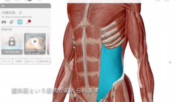 バイシクルクランチで腹筋を綺麗に割る！効果的なやり方を解説！