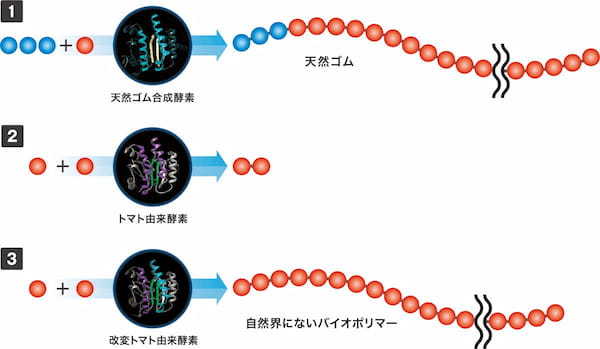 住友ゴム　天然ゴムの品種改良につながる実験に成功