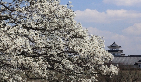 春の訪れを教えてくれる「こぶしの花」。名前の由来は「拳」から来た?