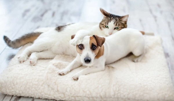 愛猫・愛犬へのおすすめプレゼントを集めました！大切なペットの誕生日や記念日に心のこもったギフトを贈ろう