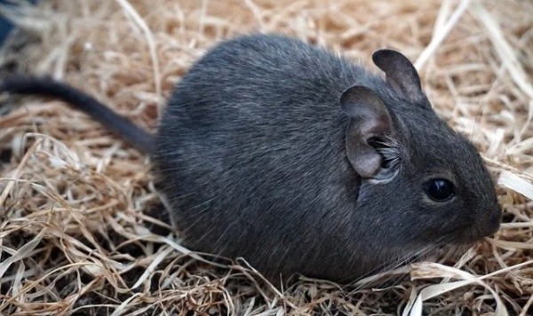 ペットとして人気のネズミの種類4つと飼い方！よく懐いて飼いやすいのはどれ？