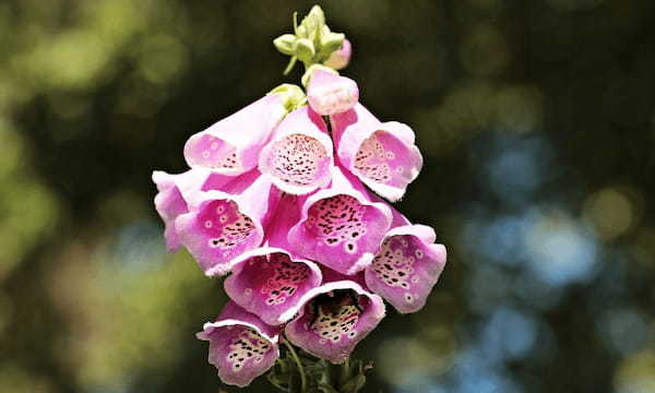【ジギタリス】すずらんのように連なって咲くこの花の花言葉は?実は毒にも薬にもなる花だった!!