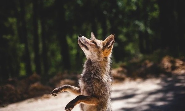 キツネをペットとして飼える？飼い方や値段など気になる情報を総まとめ！