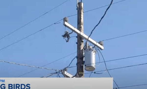 【怪事件】原因不明の「鳥の怪死」が住宅街を襲う!電線に止まると次々落下…その原因は感電か、それとも…?