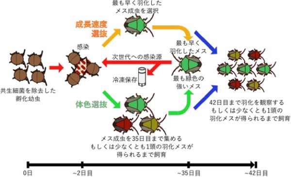大腸菌を昆虫の中で「共生細菌」に進化させることに成功！