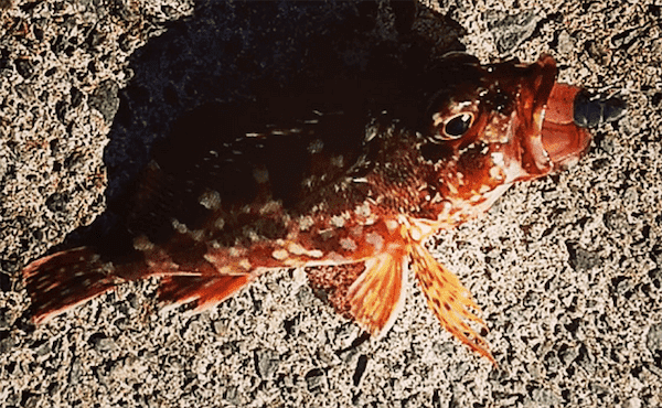 ワームでのカサゴ釣りはポイント選びが重要　釣れる場所と釣れない場所