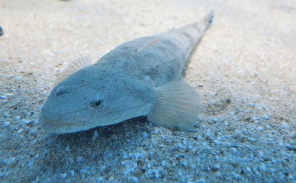 釣りモノとしても食材としても夏に旬を迎えるマゴチの生態