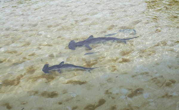 海水浴場近くにシュモクザメが出現　危険だけどユニークな生態とは？