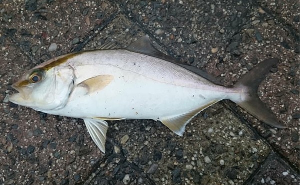 堤防での青物釣り入門　【ダート系ワームを使う長所と釣り方を解説】