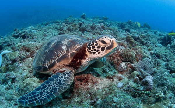 傷つけられたウミガメが多数見つかる　一筋縄にはいかない違法駆除問題