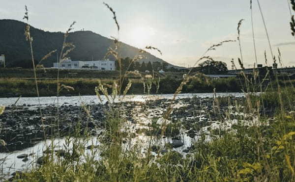 度々起こる魚の『夏の大量死』の原因は？　有害物質の検出はナシ