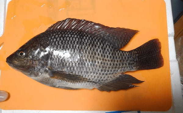 食糧問題解決に「淡水魚養殖」　海水魚養殖よりローコストのワケは？