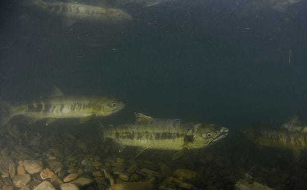 「北海道の魚はサケ」は今は昔？　温暖化で新しい魚種に目を向ける動き