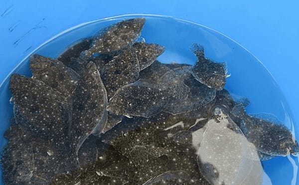 福島第一原発の「処理水」でヒラメ飼育実験を実施　風評対策の一環に？