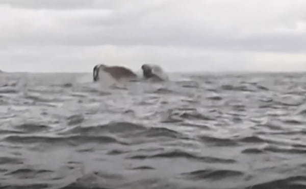 【衝撃映像】カヤック乗りがザトウクジラに食べられた！？驚きの瞬間を捉えた映像が話題に