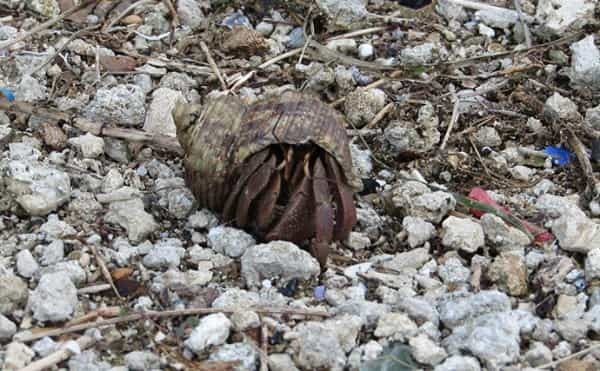 鹿児島でオカヤドカリの産卵が最盛期 陸上生活なのにエラ呼吸？