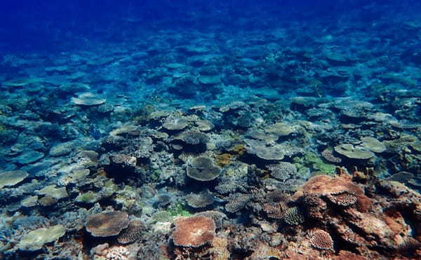 サンゴの『一斉産卵』が撮影される　卵は他海洋生物の貴重な食料に？