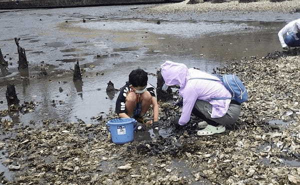 盛期迎える東京湾奥「潮干狩り」で激レア『オオノガイ』【江戸川放水路】