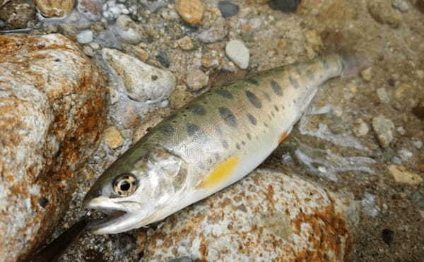 岩手で養殖「サクラマス」が初水揚げ　サンマ不漁のダメージ軽減に期待