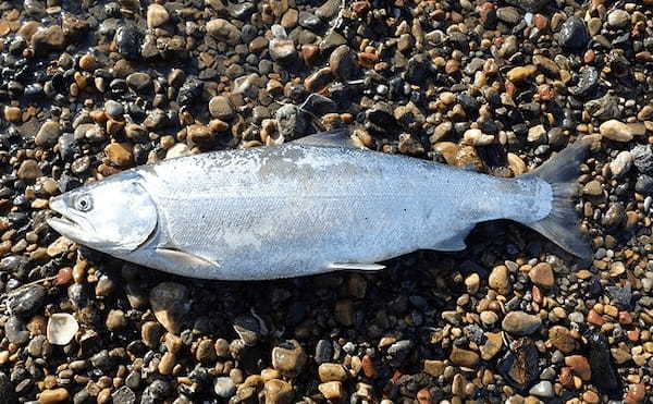 岩手で養殖「サクラマス」が初水揚げ　サンマ不漁のダメージ軽減に期待