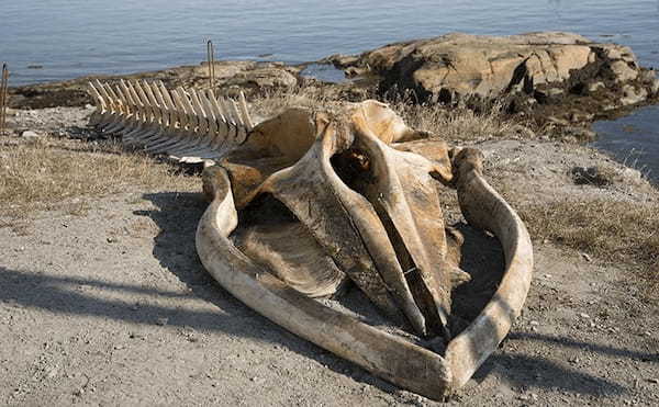 ついに人魚の遺骨を発見か!? 人間の頭蓋骨そっくり、専門家も困惑=オーストラリア