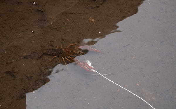 アメリカザリガニが「特定外来生物」指定の可能性　気軽に釣るはNG？